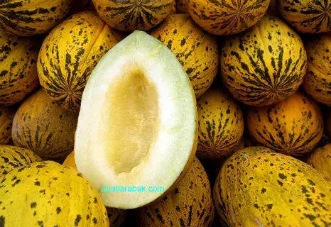 Kavun Fiyatları 2024